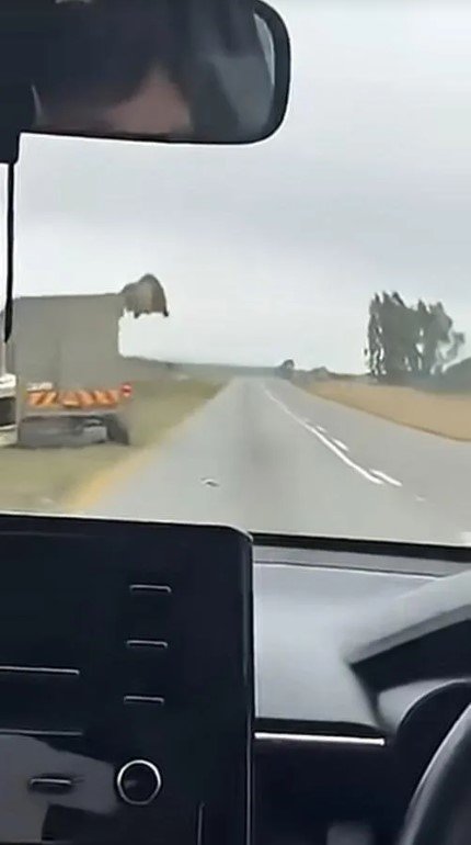 소셜미디어 영상 갈무리