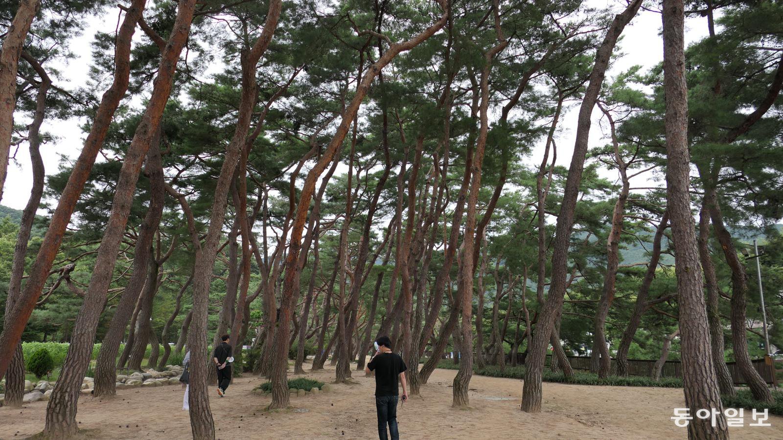 약선(藥膳) 재료를 활용한 음식과 그윽한 커피를 마시며 미음완보할 수 있는 의림지 가스트로 투어 코스의 솔밭.