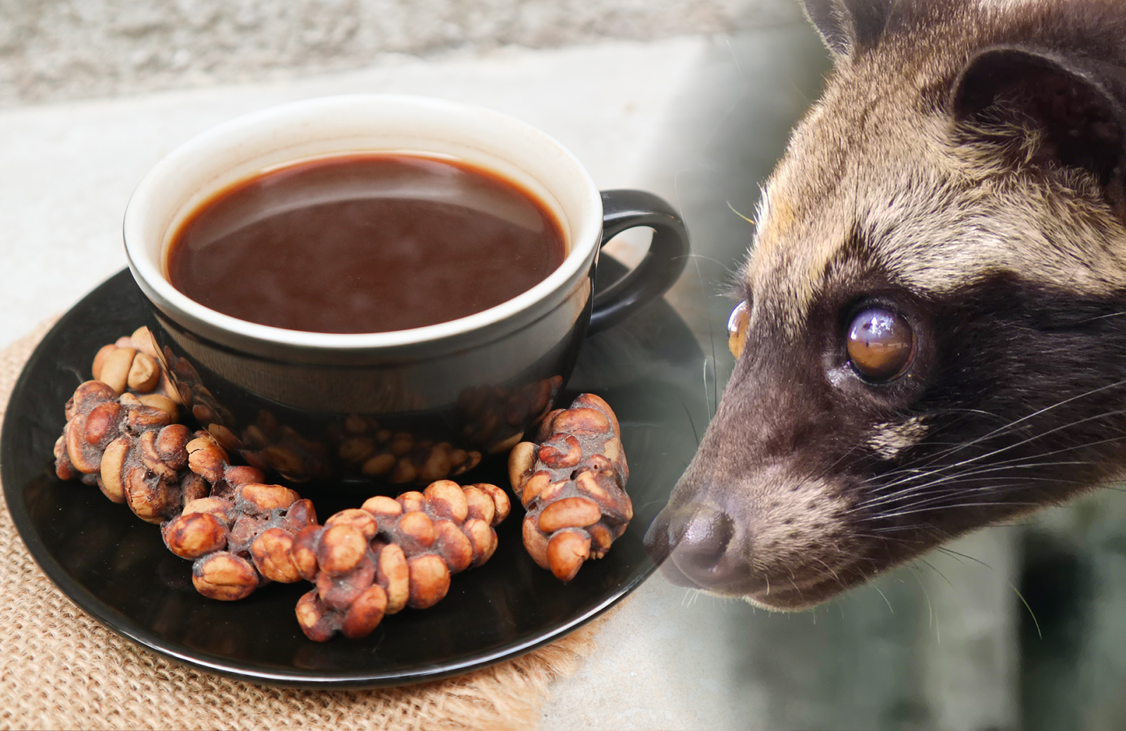 세계에서 가장 비싼 커피 ‘루왁 커피’의 비밀이 과학적으로 밝혀졌다. 사향고양이의 장 속 발효 과정이 풍미를 높이는 핵심이라는 분석이다. 이해를 돕기 위한 자료사진. (출처=게티이미지뱅크)