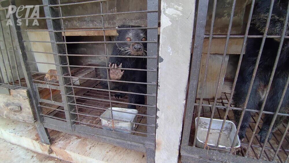 페타 아시아가 공개한 사향고양이 학대 현장. 일부 업체는 사향고양이를 가둬두고 원두만을 먹이로 주며 루왁 커피를 채취하고 있었다. (출처=PETA 제공)