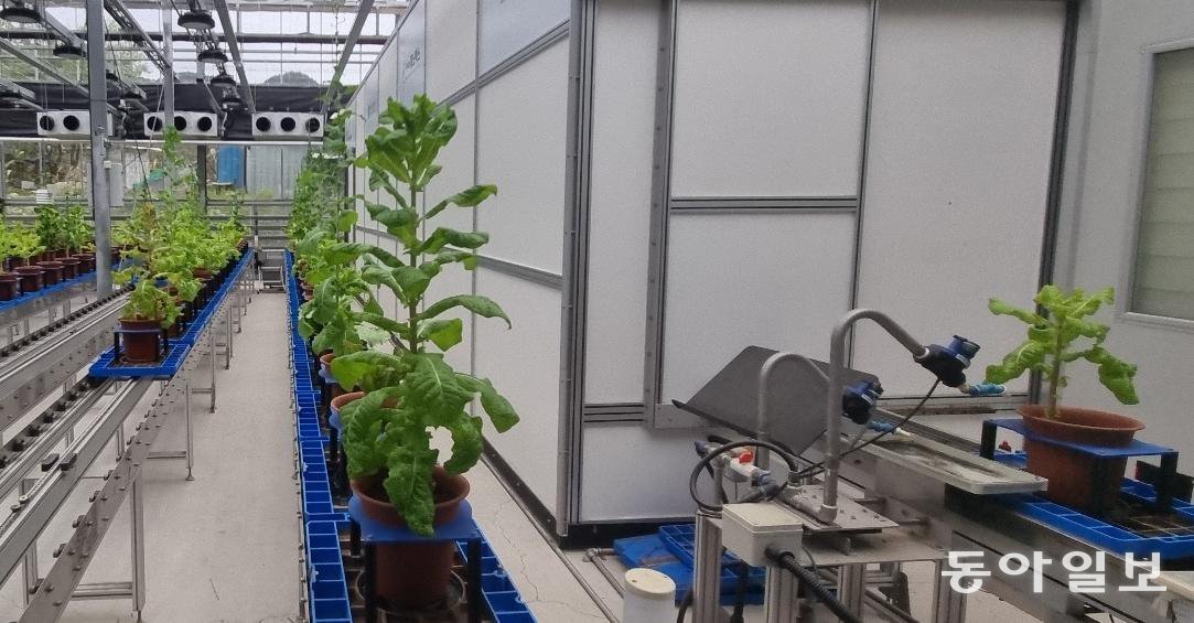 방사선 육종 기술로 개발된 상추들이 한국원자력연구원 첨단방사선연구소 유리온실 터널에서 우수한 품종인지 검사를 받고 있다. 이채린 동아사이언스 기자 rini113@donga.com
