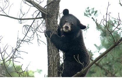 지리산 반달가슴곰.(지리산국립공원남부사무소 제공)/뉴스1