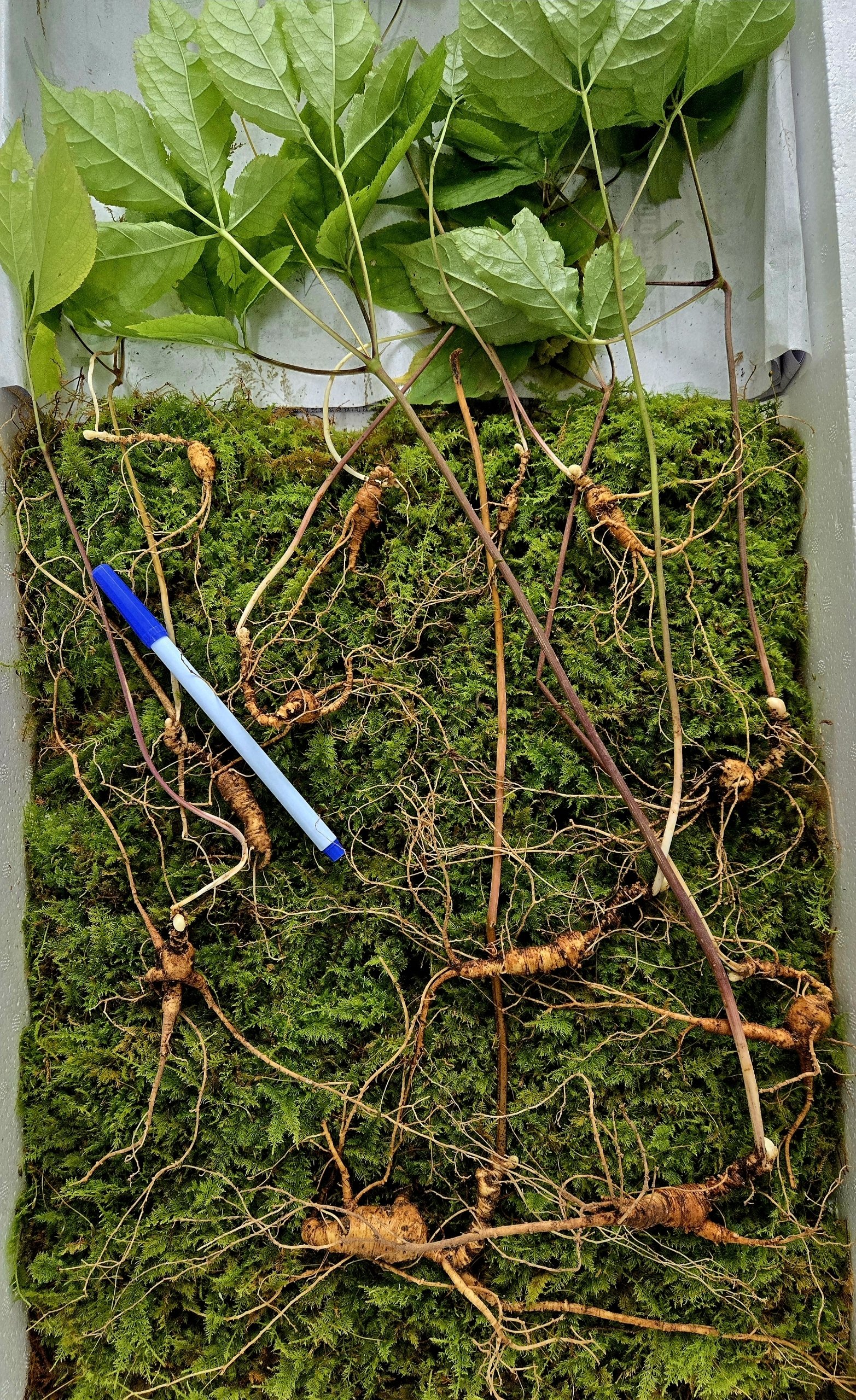 남원 지리산 자락에서 발견된 천종산삼.(한국전통심마니협회 제공)