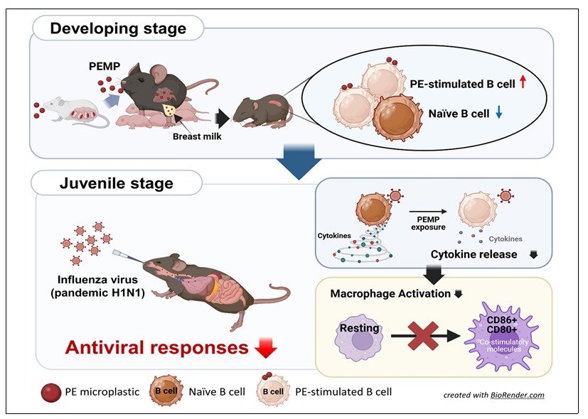 미세플라스틱이 모체와 자손 간 항바이러스 면역반응 발달에 영향을 미친다는 연구결과 개념도. 2025.10.23 생명연 제공/뉴스1