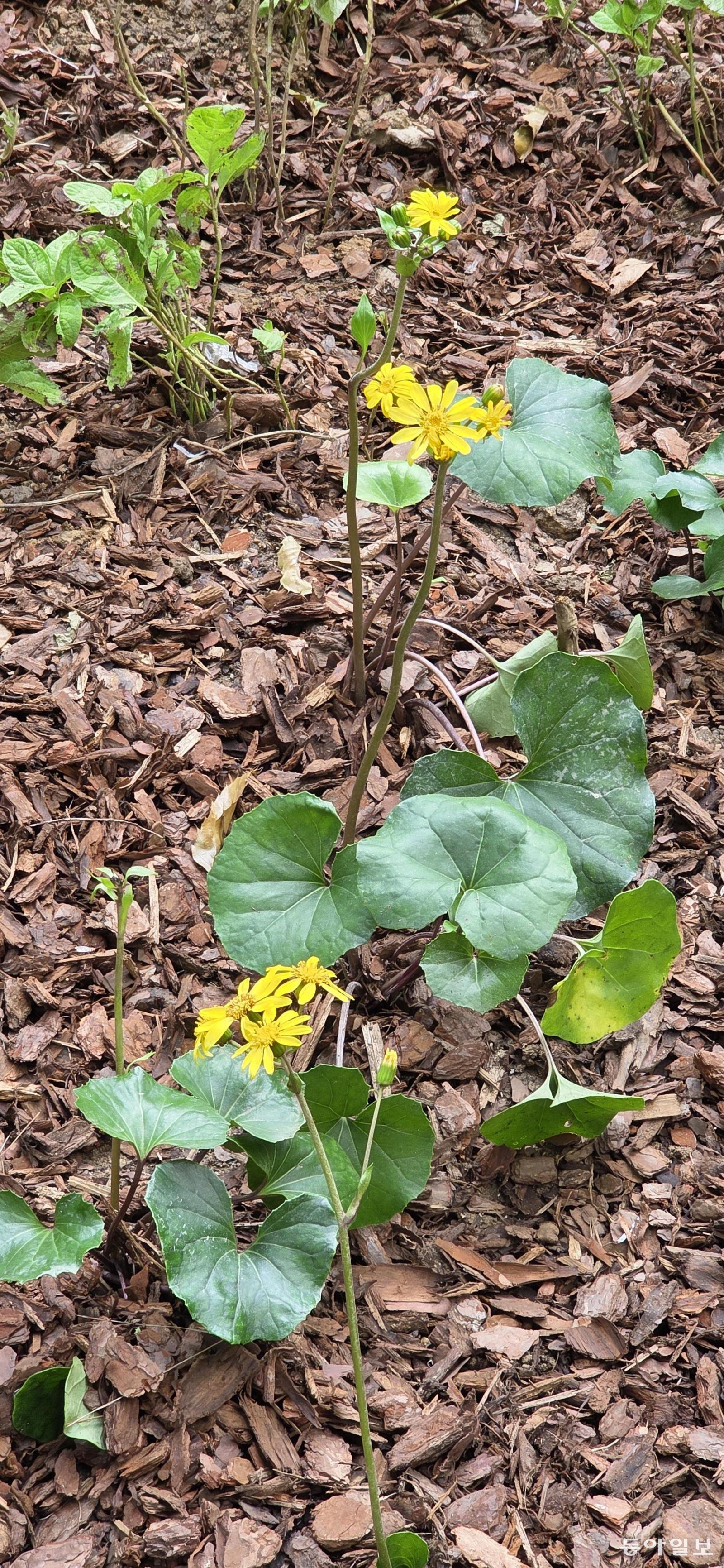 털머위. 김선미 기자 kimsunmi@donga.com