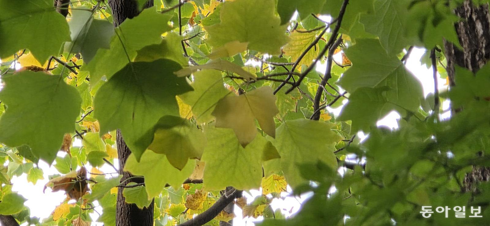 튤립나무. 김선미 기자 kimsunmi@donga.com