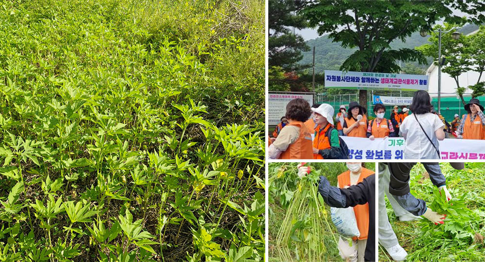 단풍잎돼지풀 실물, 그리고 김나래 대표가 참여했던 생태계교란 식물 제거 활동 / 출처=우트스킨케어