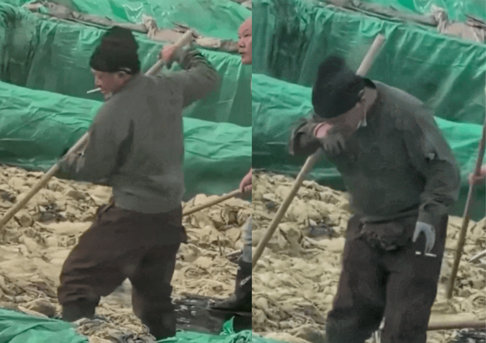 절임배추 작업자가 작업 중 담배를 피우고 침을 뱉는 등 몰상식한 행동을 하고 있다. ⓒ 뉴시스