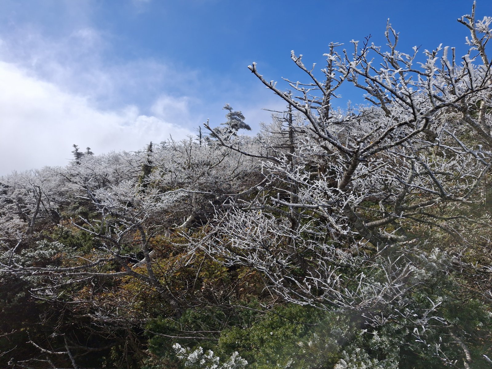 28일 오전 제주 한라산에서 올해 첫 상고대가 관측됐다. 상고대는 기온이 영하권으로 떨어질 때 대기 중에 수증기가 주변 물체에 달라 붙어 생기는 서리의 일종이다. (사진=한라산국립공원 제공) 2025.10.28.