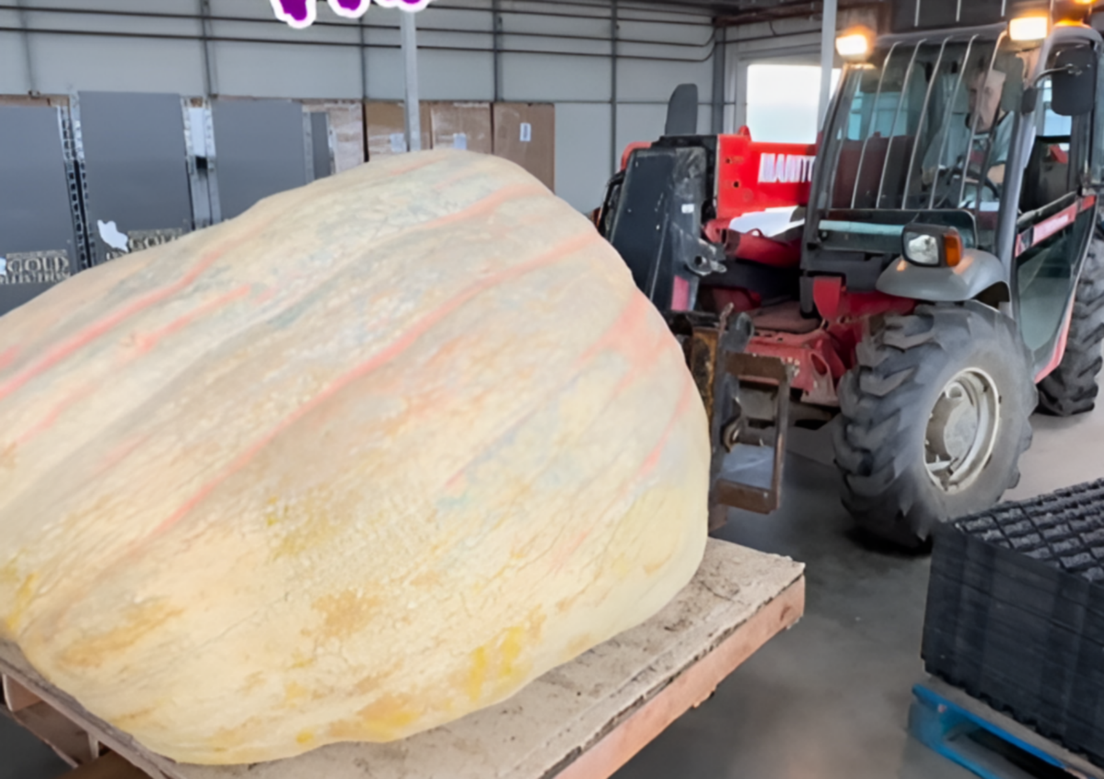 사진=@ianpaton2269