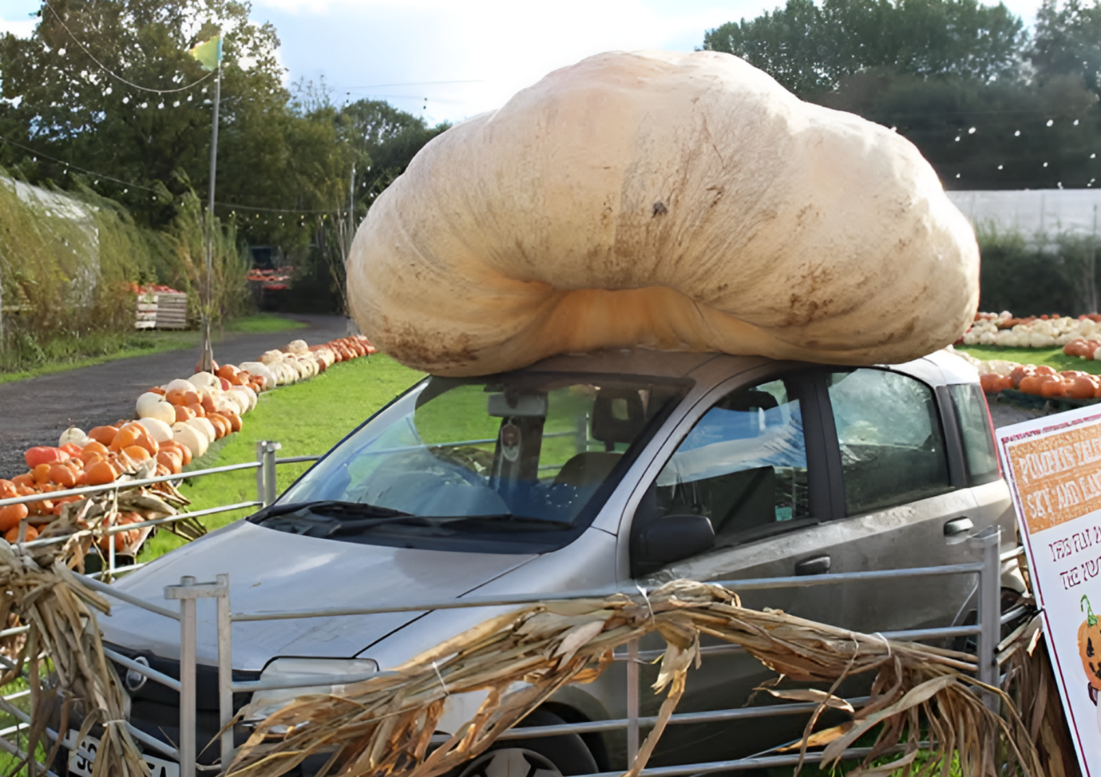 사진=@ianpaton2269