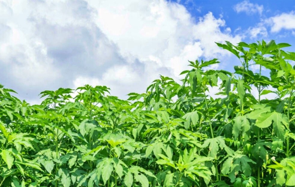 단풍잎돼지풀 / 출처=우트스킨케어