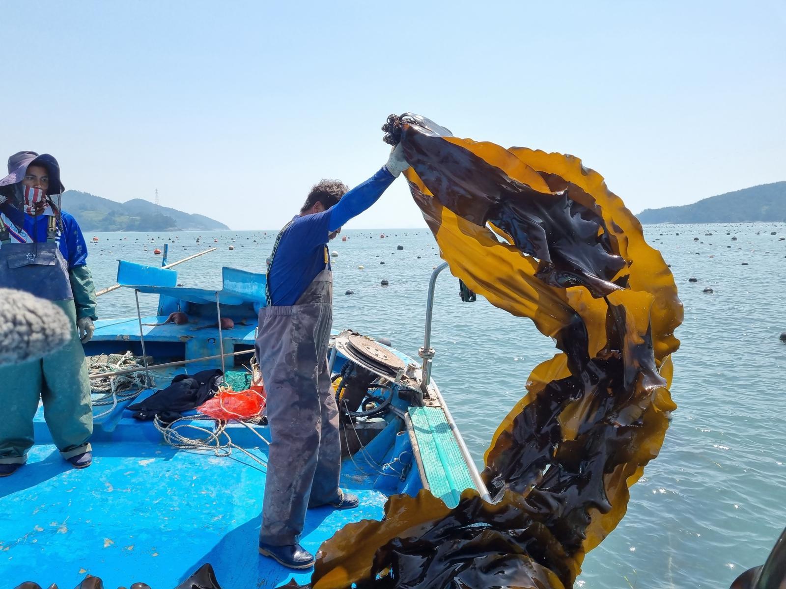 전남 완도군 금일도의 한 어민이 농심의 대표 상품 ‘너구리’에 들어갈 다시마를 채취하고 있다. 농심 제공