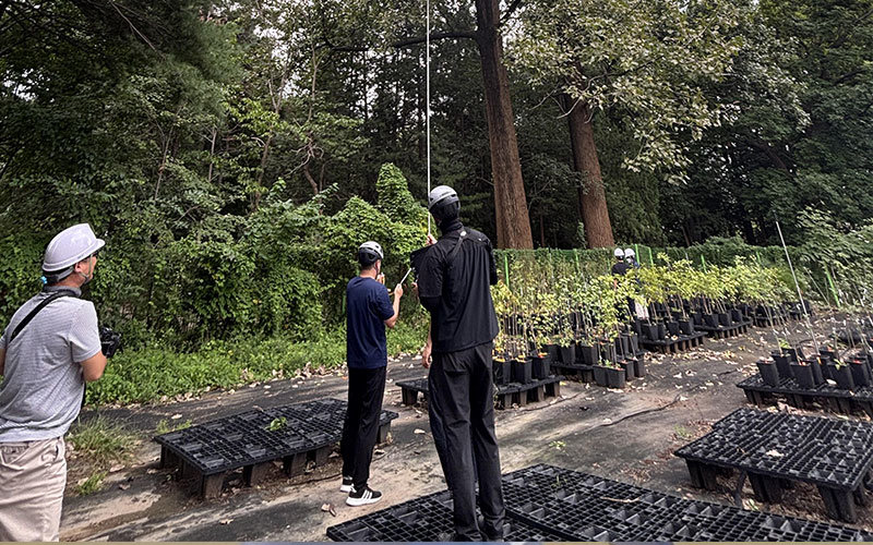 산림청 국립산림과학원은 서울 홍릉숲에 있는 수령 50년 된 노블포플러 나무 높이 측정 결과 38.97m로 확인됐다고 3일 밝혔다. 이는 국내에서 가장 큰 나무인 경기 양평 용문사 은행나무(38.8m)보다 17cm 더 큰 수치다. 사진은 연구원들이 나무 높이를 재는 모습. 산림과학원 제공