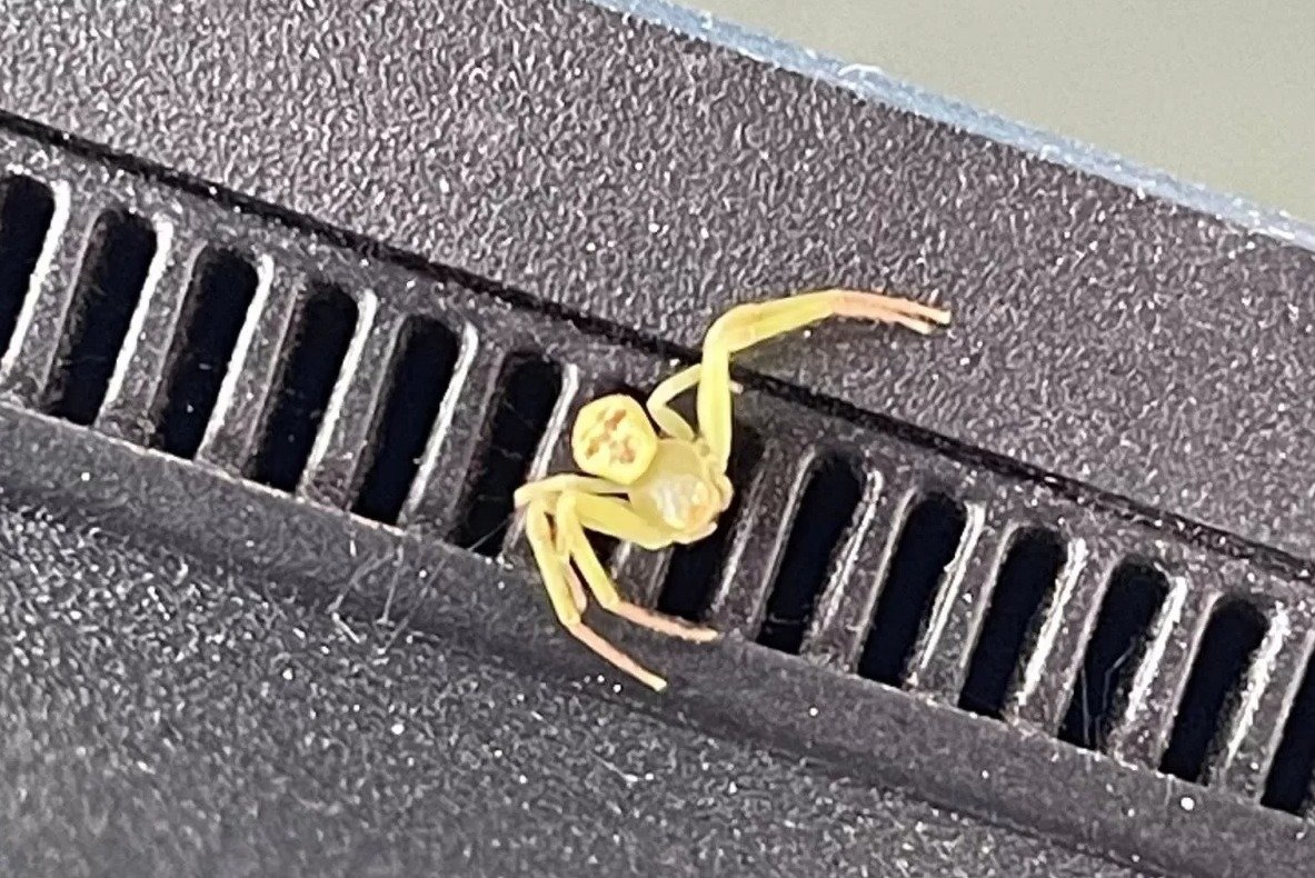 복부에 사람 얼굴처럼 보이는 무늬가 있는 노란색 거미는 게거미로 확인됐다. (사진: Nut Siri)