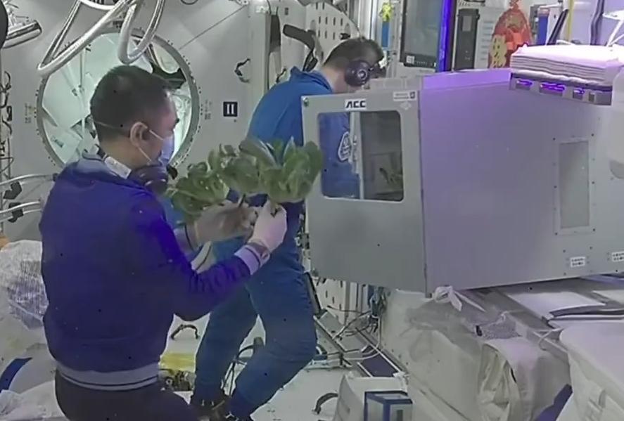 우주정거장서 닭 굽고 상추-고구마 재배까지 중국이 자체 건설한 우주정거장 ‘톈궁’에서 4일 세계 최초로 ‘에어프라이어(열풍 오븐)’를 이용해 스테이크와 닭날개를 조리하는 데 성공했다(위쪽 사진). 또 상추, 방울토마토, 고구마 등의 재배에도 성공해 우주 비행사들의 식사로 활용하고 있다. 사진 출처 관영 중국중앙(CC)TV 위챗 ‘중국 유인 우주 비행’