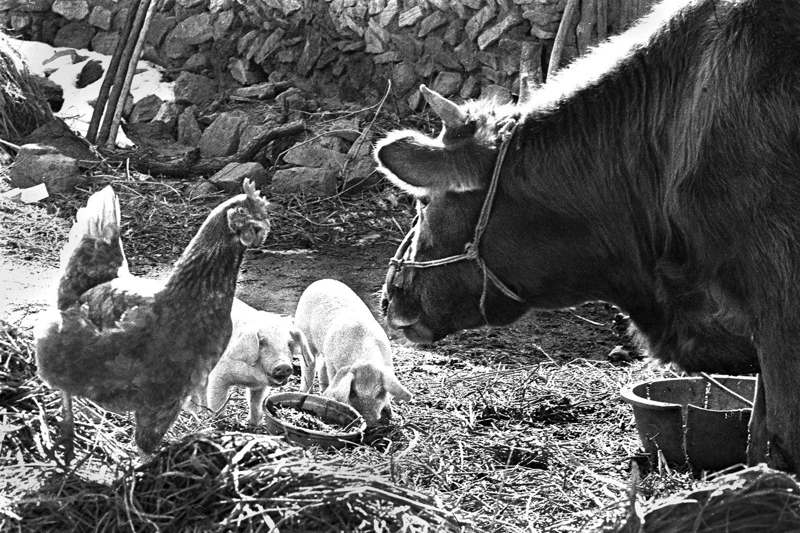 봄- 동물가족, 경기도 남양주 1975년 