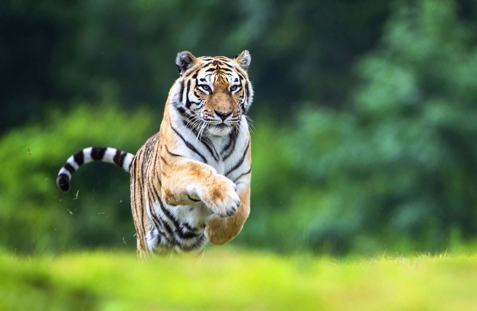 국립백두대간수목원 국내 최고령 백두산호랑이 ‘한청’(한국수목원정원관리원 제공.재판매 및 DB금지) /뉴스1