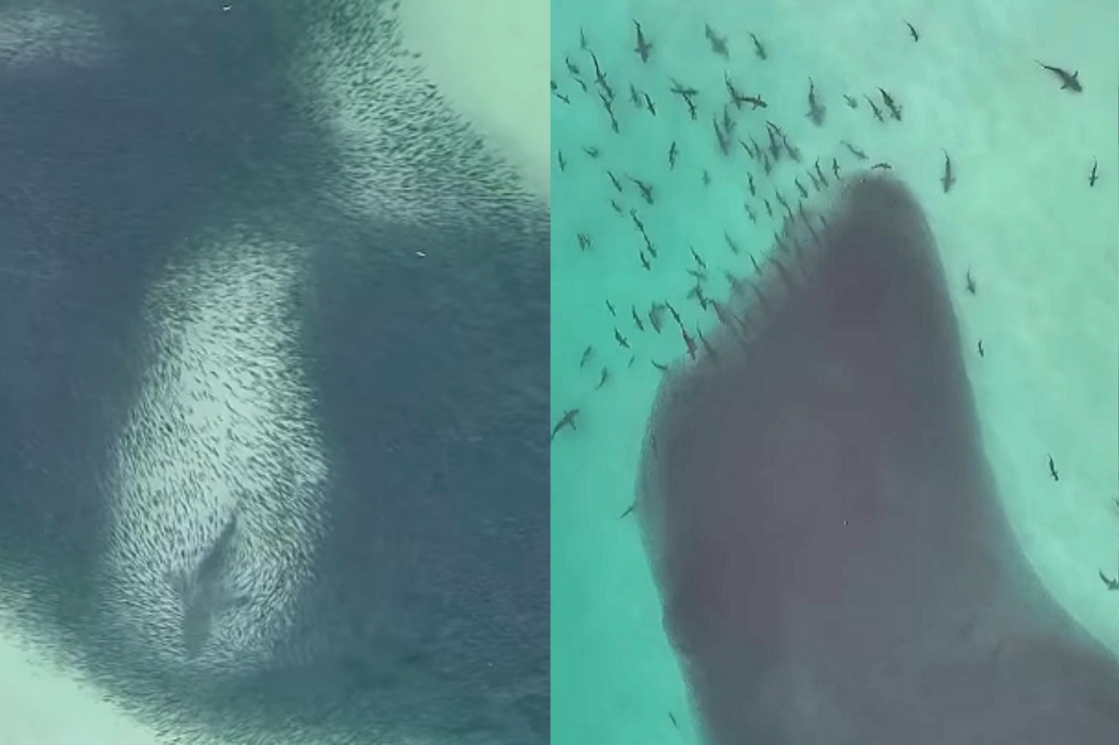 사진=인스타그램, @dronesharkapp