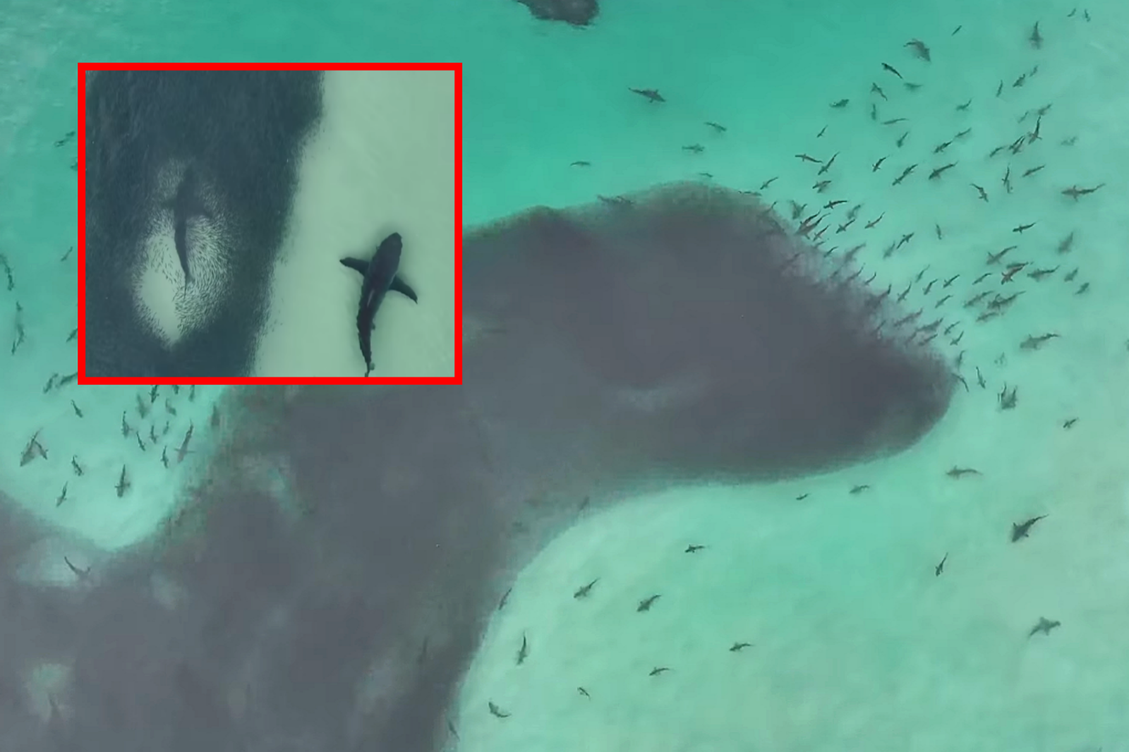 호주 모레턴 섬 앞바다에서 수백 마리 상어가 거대한 물고기 떼를 쫓는 장면이 포착됐다. 전문가는 “먹이가 풍부한 건강한 바다의 신호”라고 설명했다. (사진=인스타그램, @dronesharkapp)