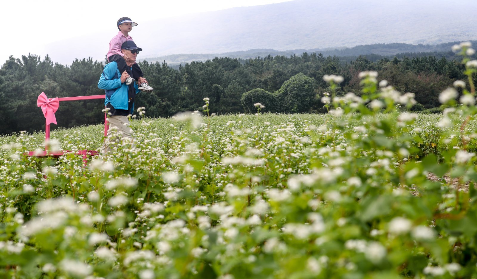 절기상 추분인 23일 오전 제주시 오라동 메밀꽃밭에서 할아버지 무등을 탄 어린이가 메밀꽃을 감상하고 있다. 2025.09.23. [제주=뉴시스]