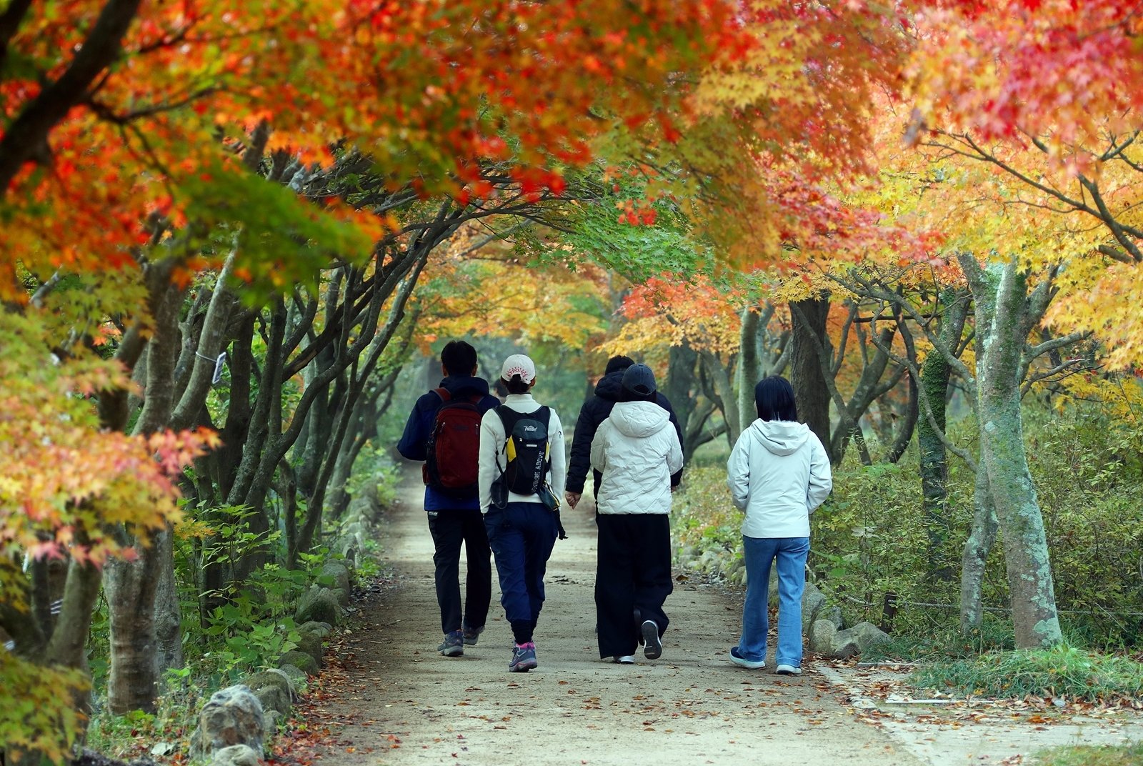 전북 정읍 내장산이 단풍으로 붉게 물들고 있는 가운데 관광객들이 단풍터널을 걷고 있다. 정읍시 제공