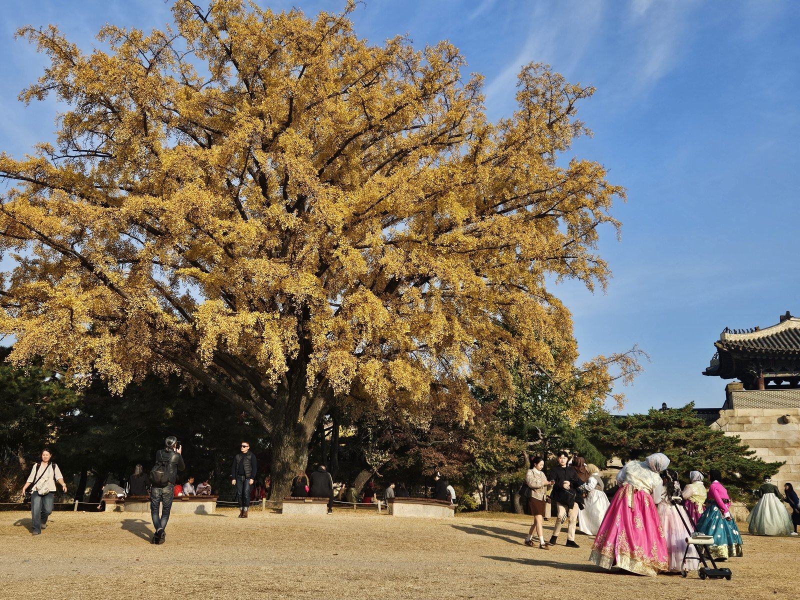 7일 서울 종로구 경복궁 건춘문 옆 은행나무 앞에서 시민들이 사진을 찍고 있다. 뉴스1