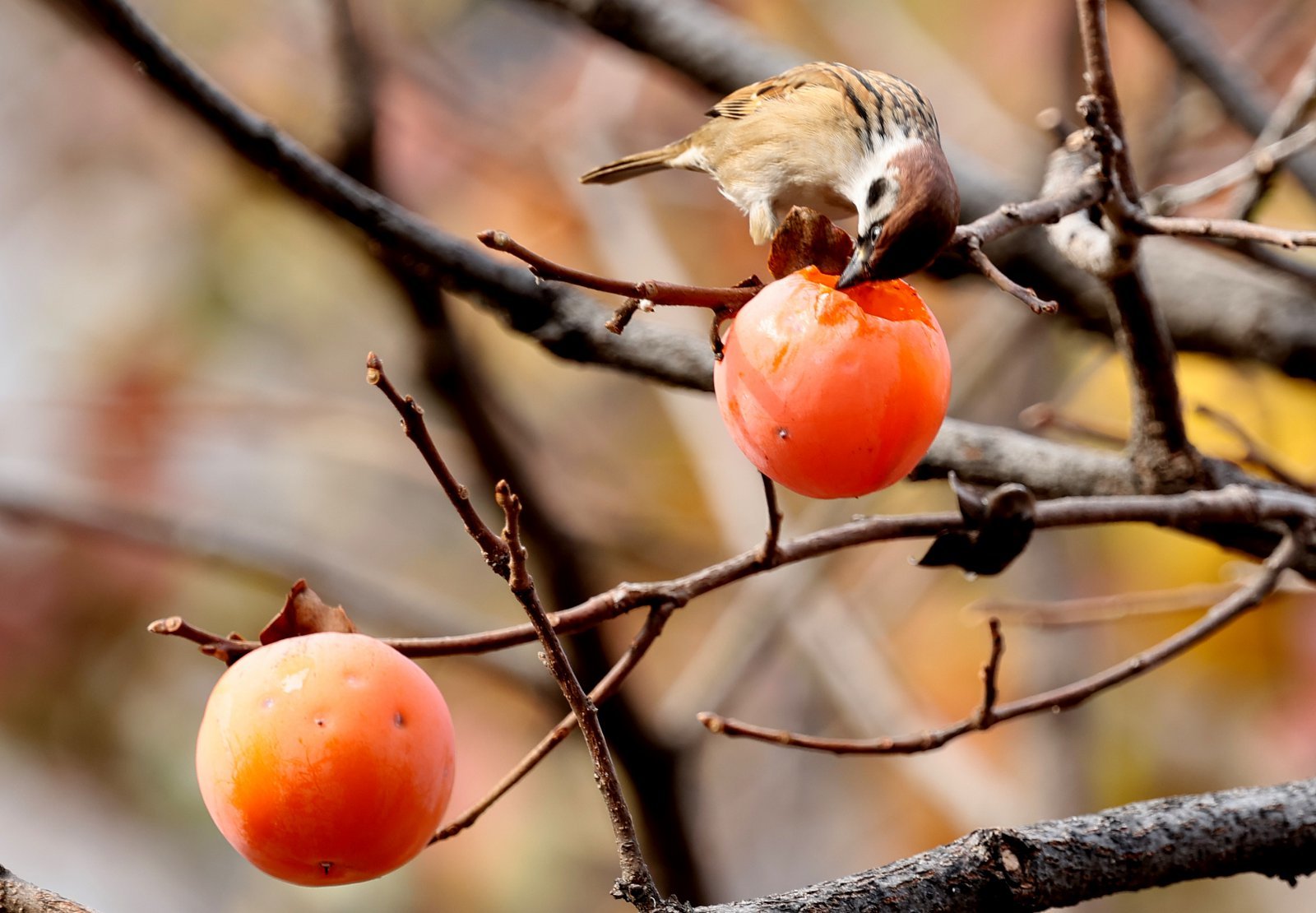 1일 서울 종로구, 감나무에 참새가 잘익은 감으로 별미를 즐기고 있다. 2024.12.01. [서울=뉴시스]