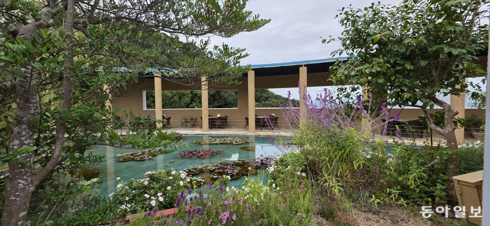 오츠카국제미술관 내 ‘카페 드 지베르니’의 정원. 10월 하순인데도 푸른 수련이 피어있었다. 나루토=김선미 기자 kimsunmi@donga.com