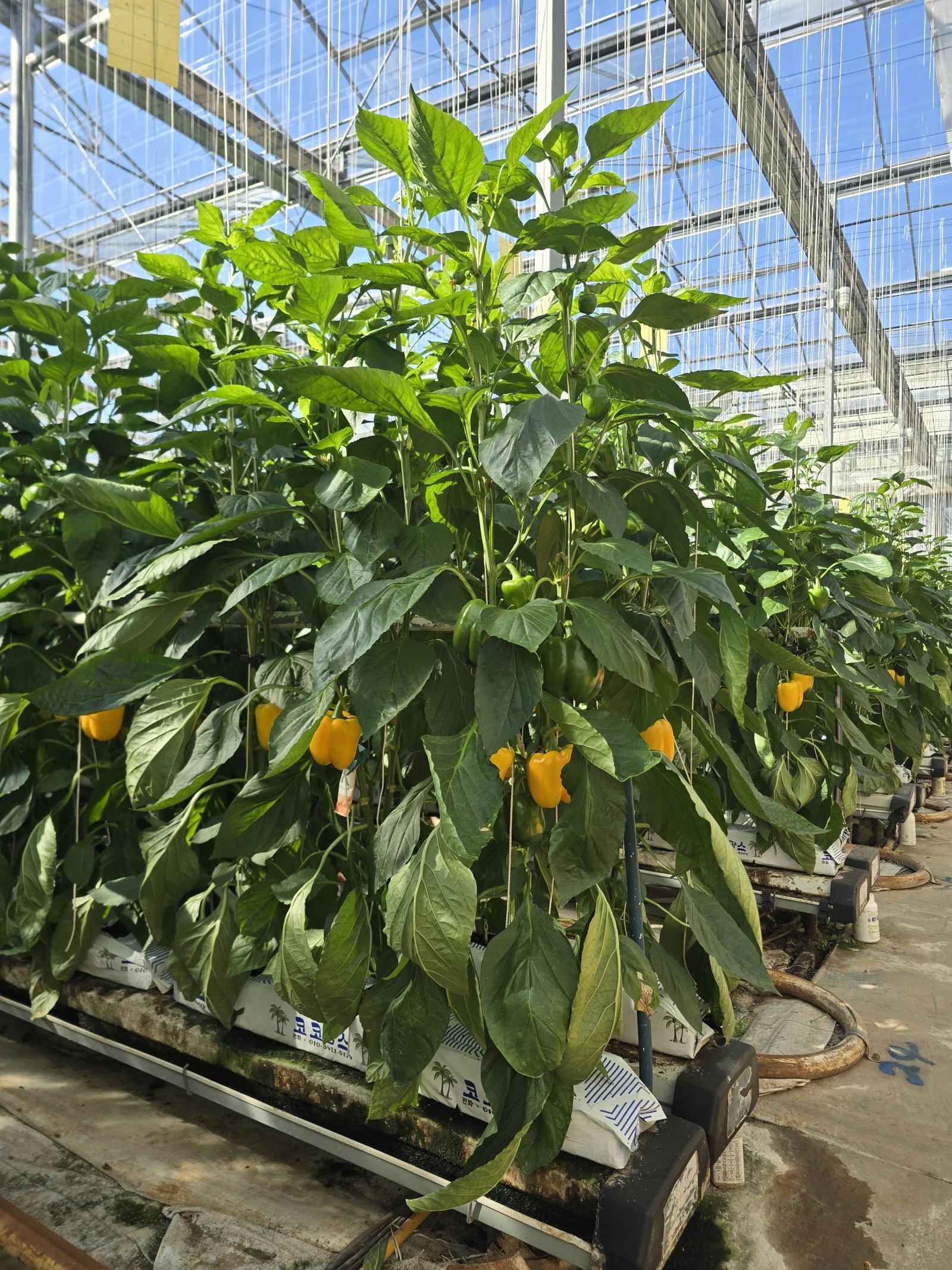 ㈜가고파수출영농조합 파프리카 농장.