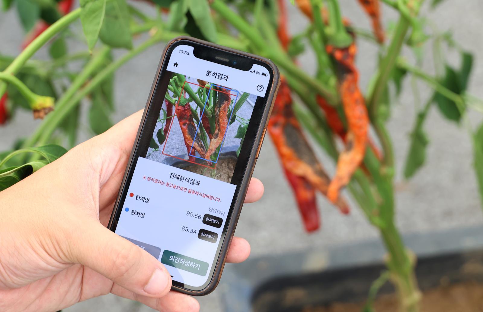 농작물 병해충 AI 영상진단서비스 현장 시연.
