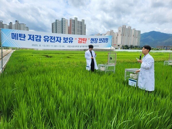 메탄 저감 감탄벼 현장 브리핑.