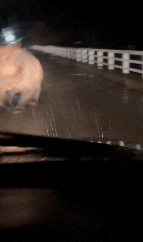 일본 홋카이도에서 달리는 차량에 불곰이 돌진하는 영상이 공개됐다. 올해 일본 내 곰 습격으로 사망자 13명이 발생하며 자위대가 투입되는 등 전국이 비상에 걸렸다. 사진은 차량에 달려드는 불곰. X(구 트위터) 캡처