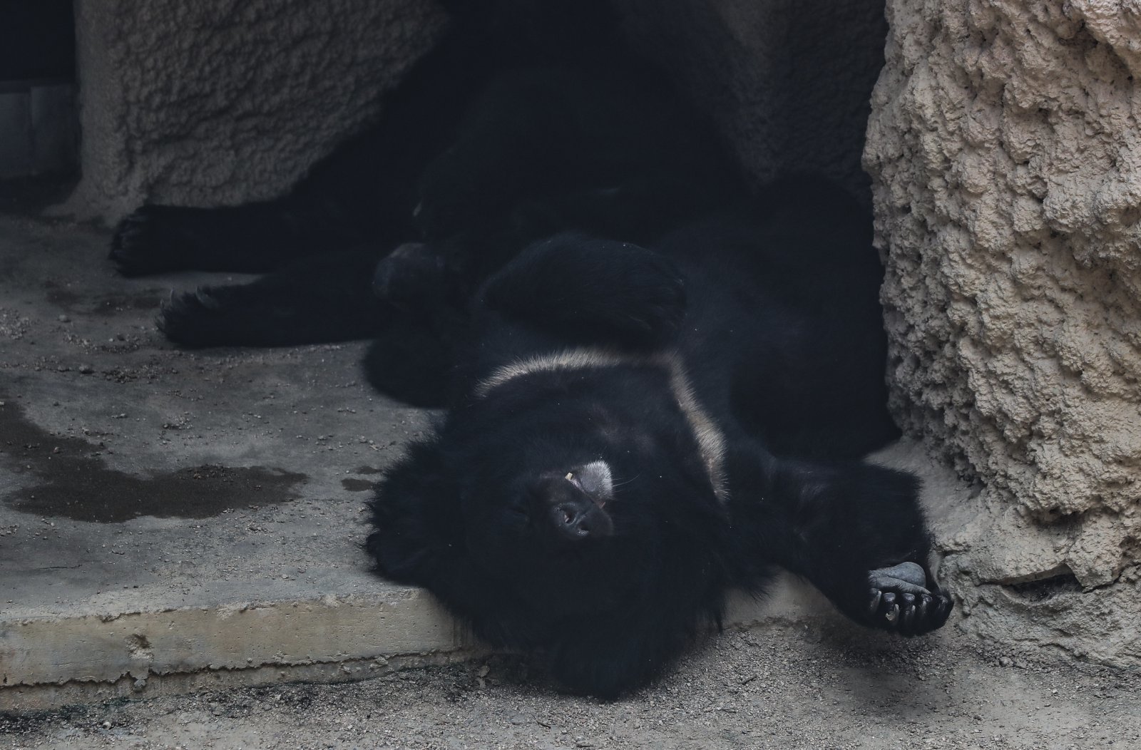 서울 광진구 어린이 대공원 동물원에서 반달가슴곰 가족이 그늘에서 더위를 피하고 있다. 2023.08.02 뉴시스