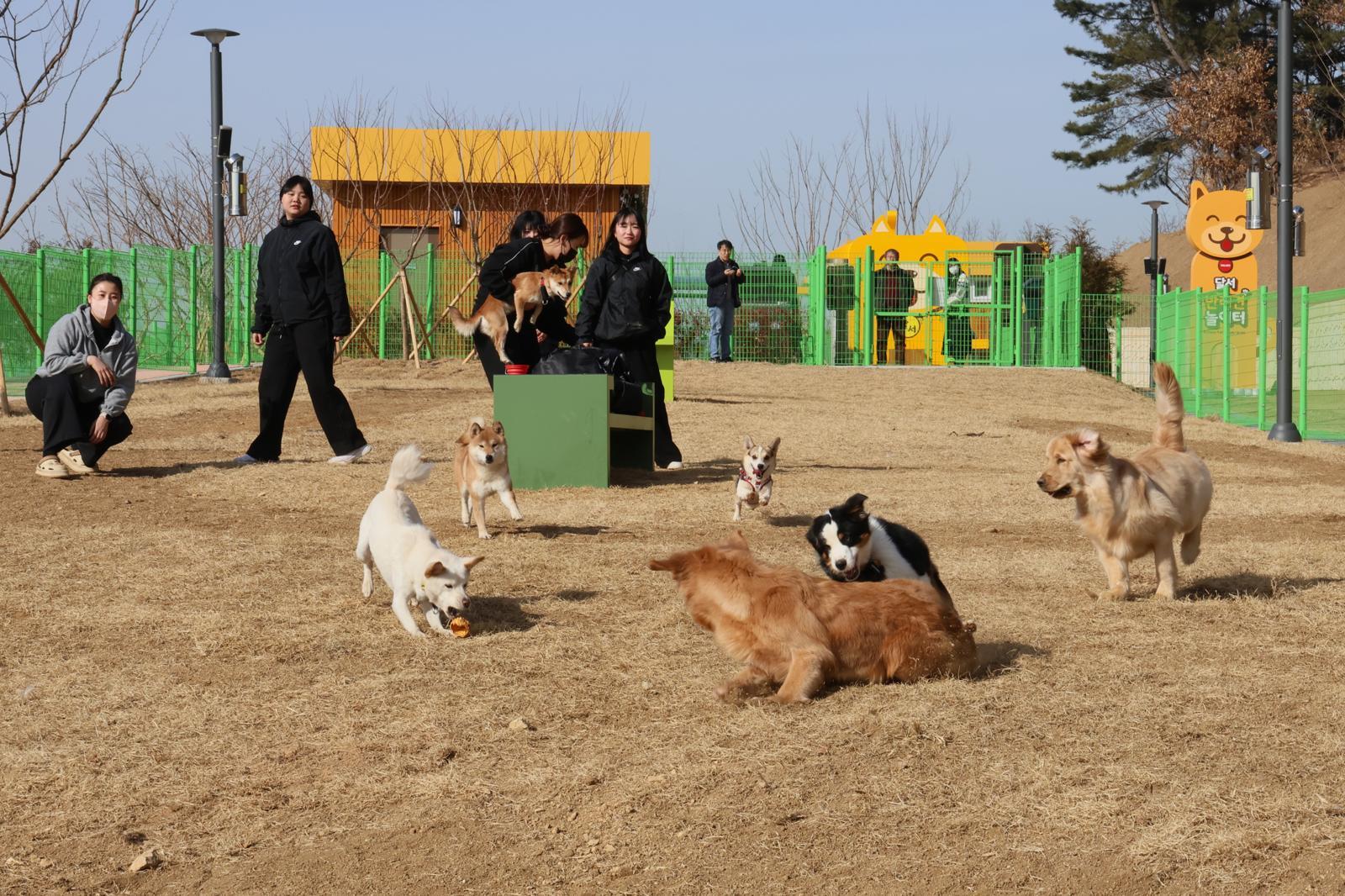 최근 대구 달서구 장동공원 내 달서 반려견 놀이터에서 반려견들이 신나게 뛰어놀고 있다. 달서구 제공