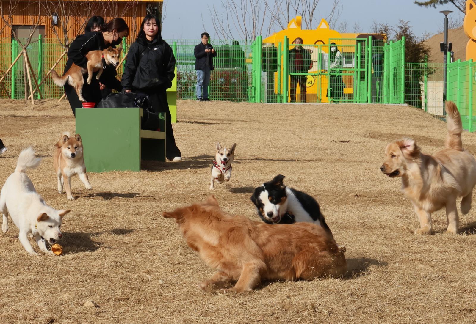 최근 대구 달서구 장동공원 내 달서 반려견 놀이터에서 반려견들이 신나게 뛰어놀고 있다. 달서구 제공