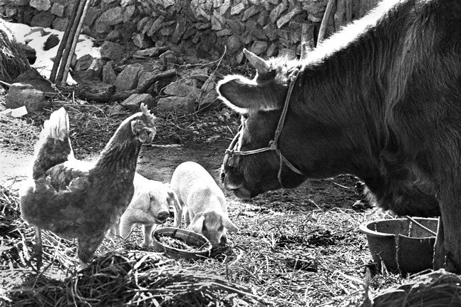 봄- 동물가족, 경기도 남양주 1975년