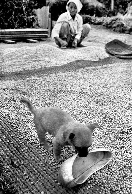 가을- 가을걷이, 경기 양주 1980년