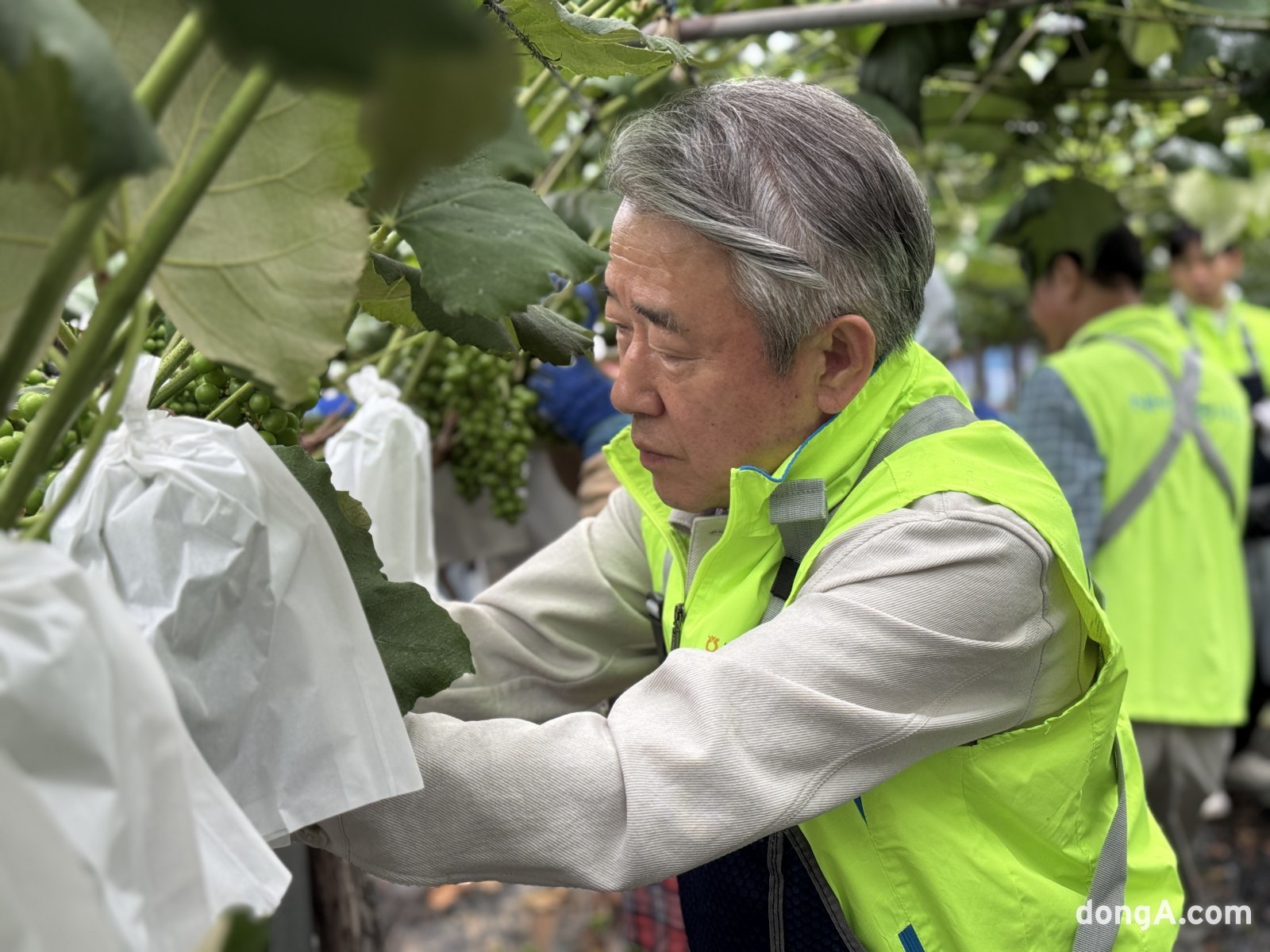 강호동 농협중앙회장이 지난 6월 20일 ‘범농협 한마음 농촌일손 집중지원의 날’을 맞아 경기도 화성 한 포도농가에서 일손돕기를 하는 모습.