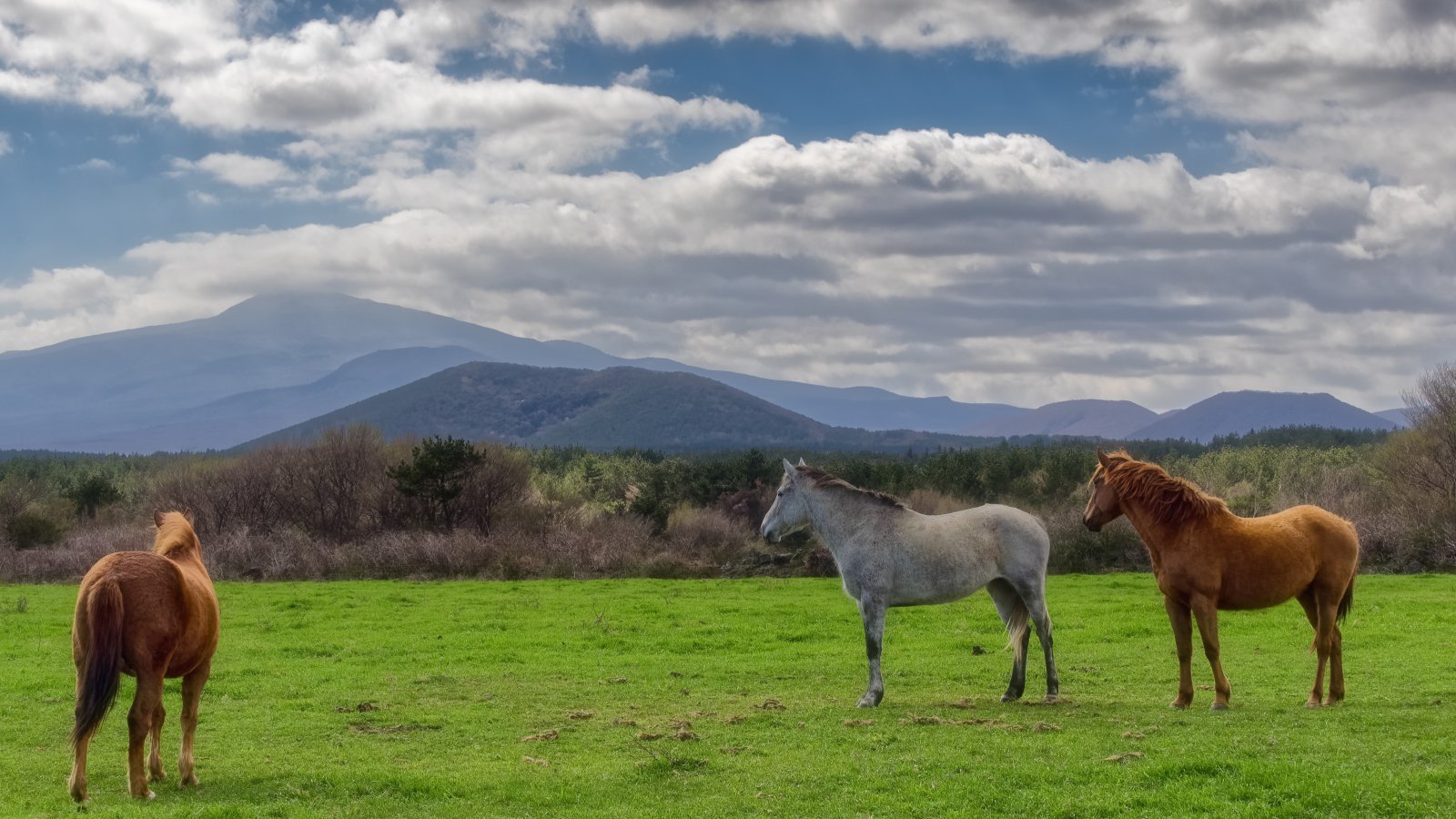 [동상] 서배스천 폰 슈츠 ‘콰이어트 프래리’ 하늘의 구름과 산을 배경으로, 가까이 자리한 오름 위에 평온하게 서 있는 말. 초원 속 어딘가를 응시하는 말들의 모습이 제주의 자연과 어우러지며 또 하나의 풍경을 만들어 낸다.