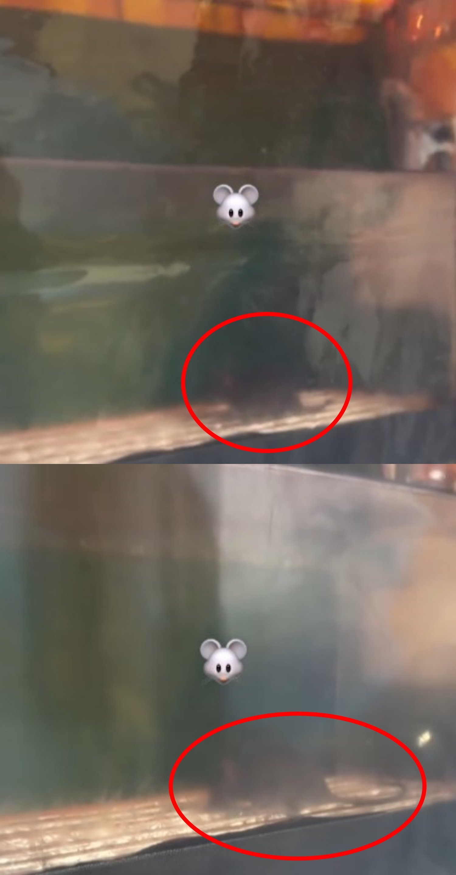 사진은 영업 전 붕어빵 노점 내부에서 쥐가 음식 보관대 위를 오가는 모습. SNS 갈무리 @ra_ung