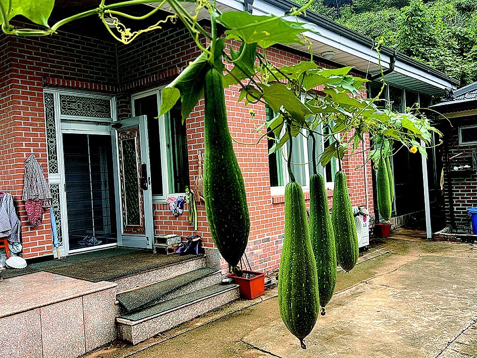 입안 바싹 마른 왕도 찾은 ‘먹는 가습기’ 수세미[이상곤의 실록한의학]〈168〉