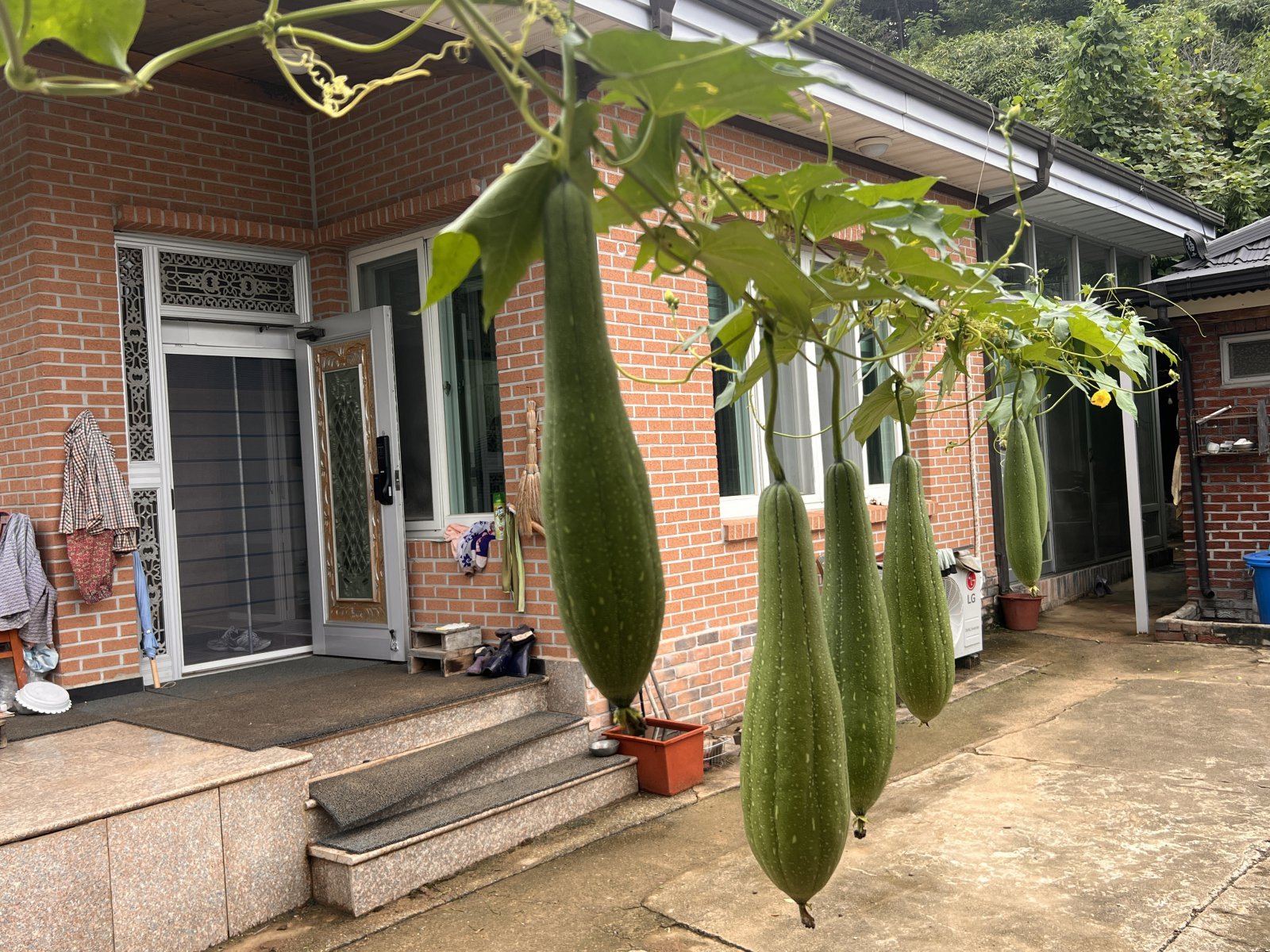 시골집 마당에 열린 수세미 열매. 
이상곤 원장 제공