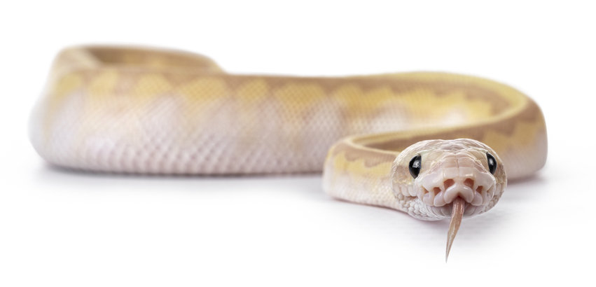 볼 파이톤. 사진=게티이미지코리아.