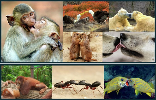 매우 다양한 종이 키스를 한다. 논문 캡처.