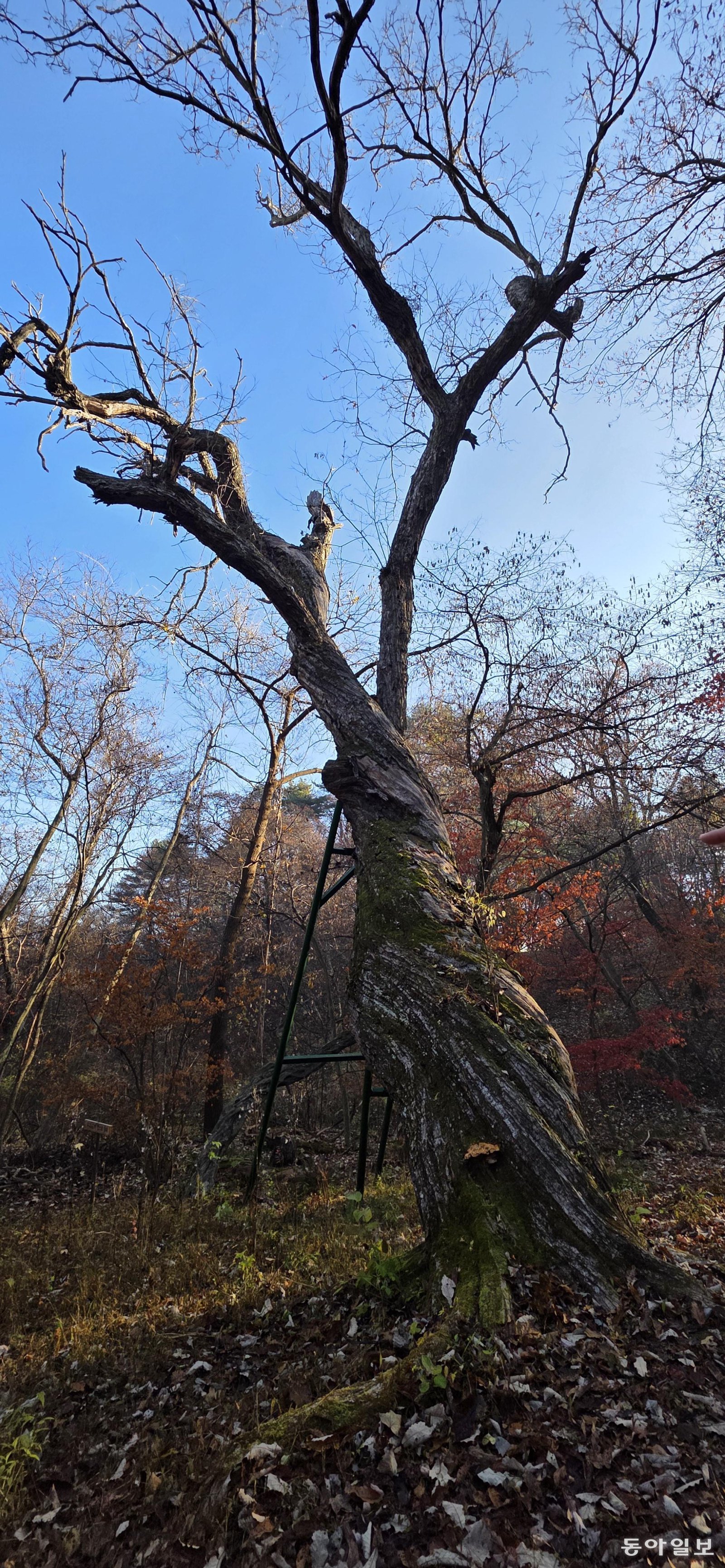 광릉숲의 350살 밤나무. 포천=김선미 기자 kimsunmi@donga.com