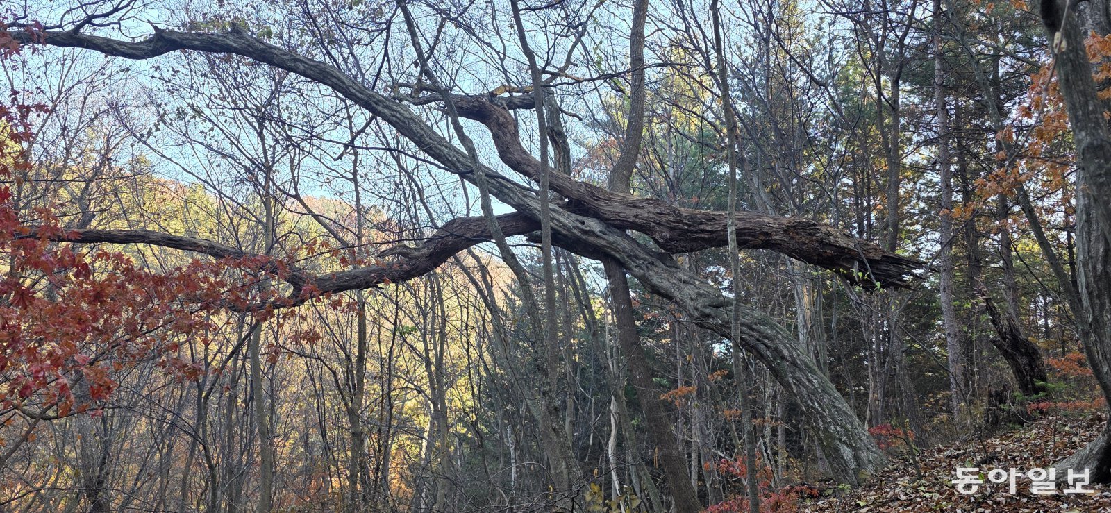 나무들의 ‘치열한 공존’. 포천=김선미 기자 kimsunmi@donga.com