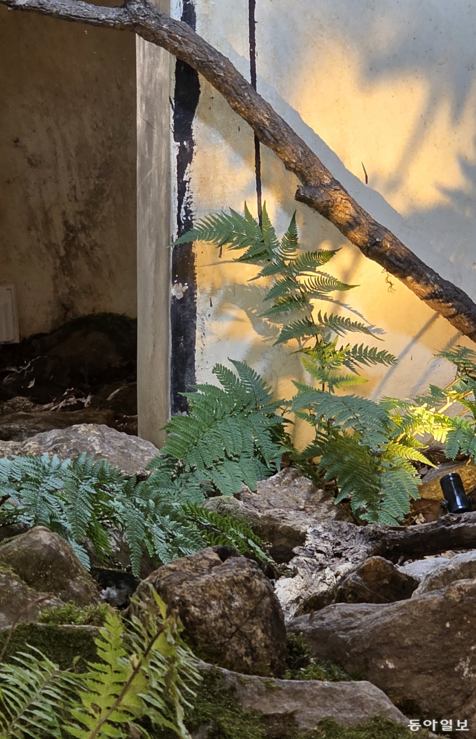 식물로 감금의 시간을 은유했다.  포천=김선미 기자 kimsunmi@donga.com