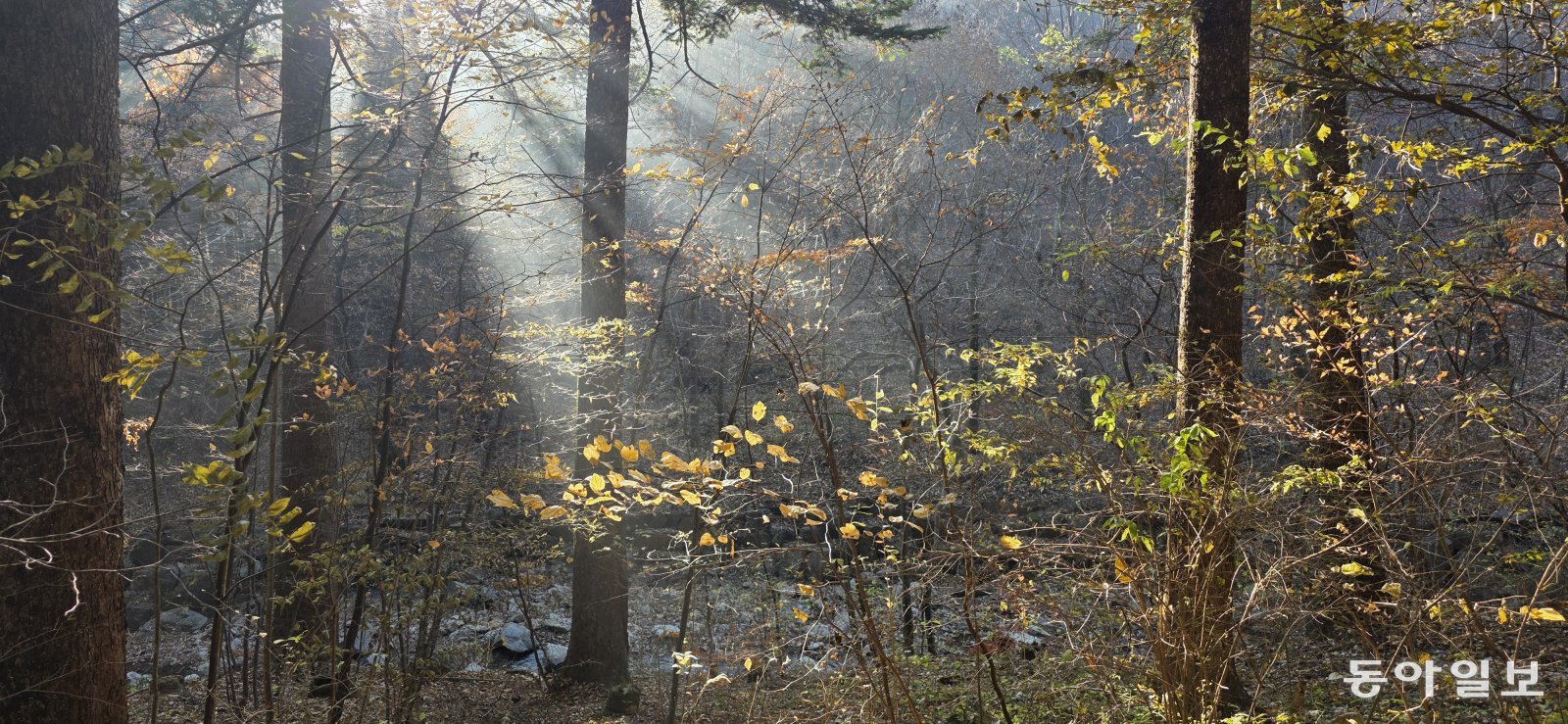 오래된 숲에서 생명체들은 서로 기대며 산다. 포천=김선미 기자 kimsunmi@donga.com