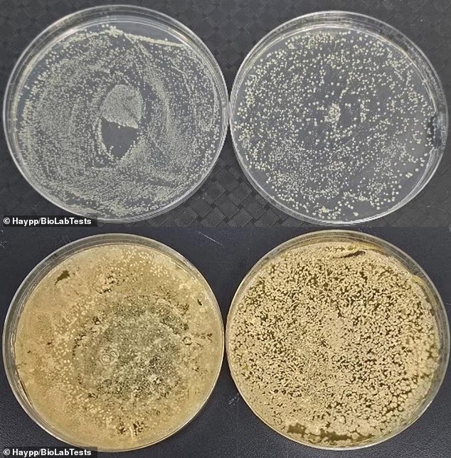 개봉 후 2주 후에 세균을 채취해 배양한 결과. 위쪽부터 순서대로 흡입구, 기기 표면이다. 양측에서 모두 세균이 빽빽하게 들어차 있다. Haypp/BioLabTests 제공